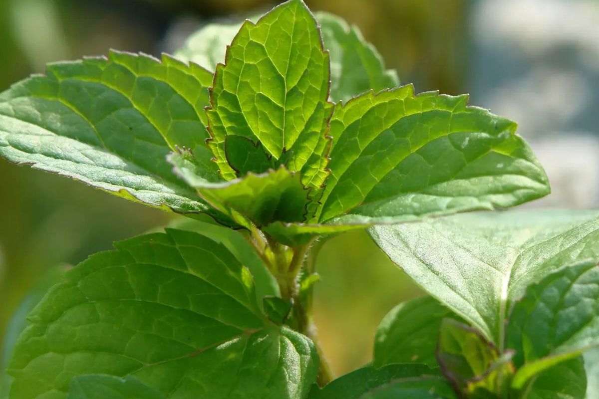 33 Facts About Mint