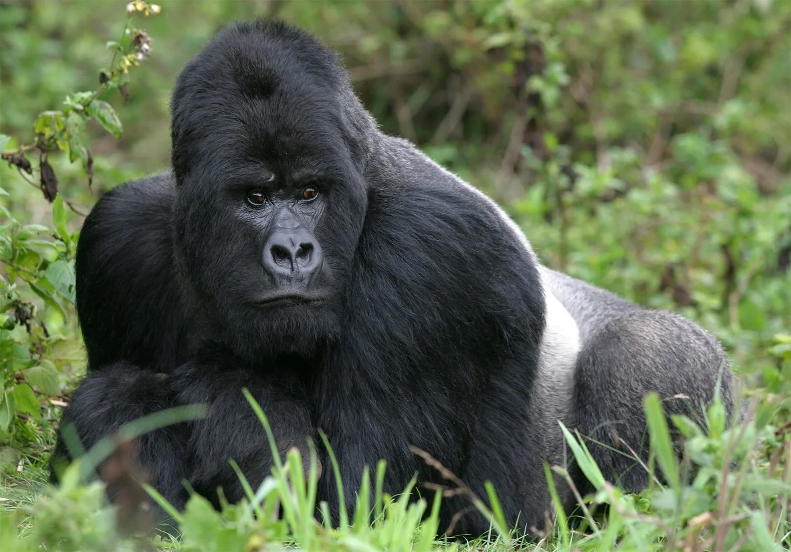 27 Facts About Gorilla