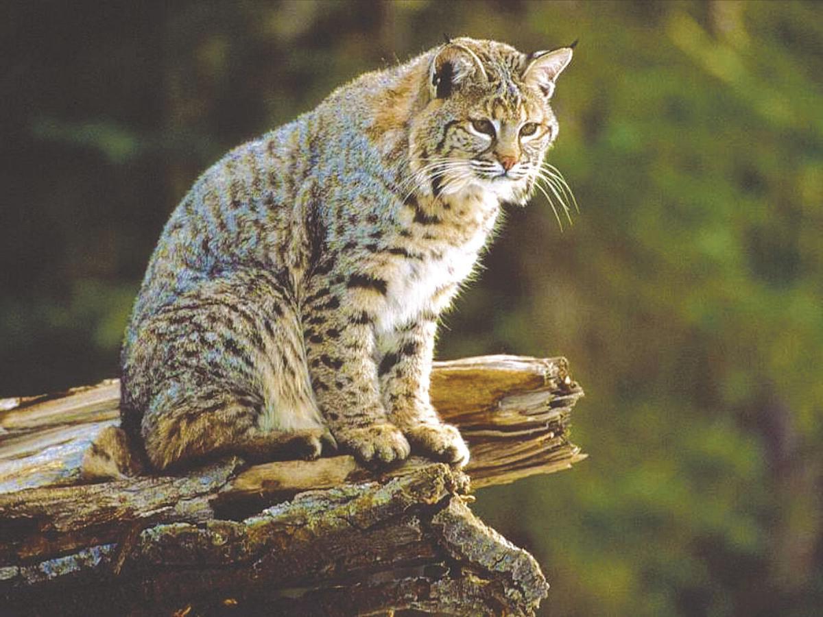 37 Facts About Bobcat