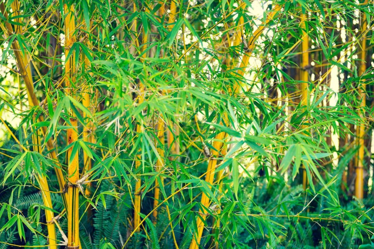 37 Facts About Bamboo