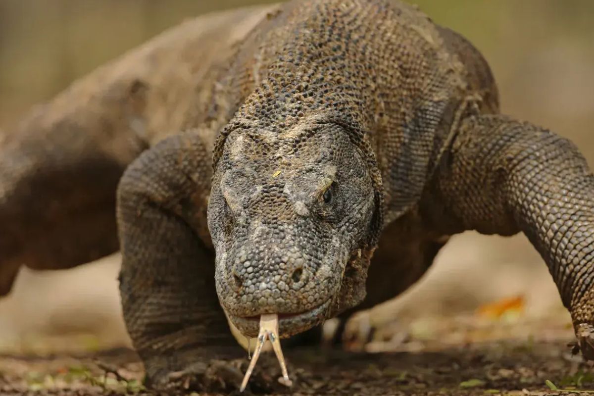 34 Facts About Animal