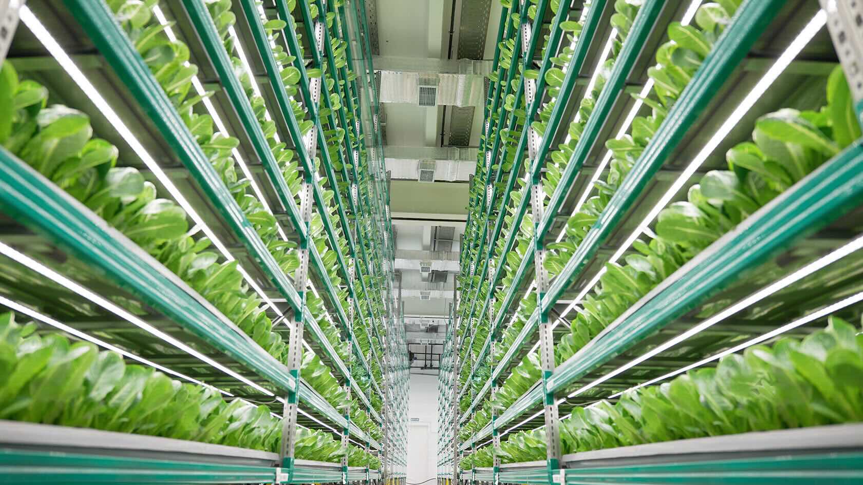 27 Facts About Vertical Farming