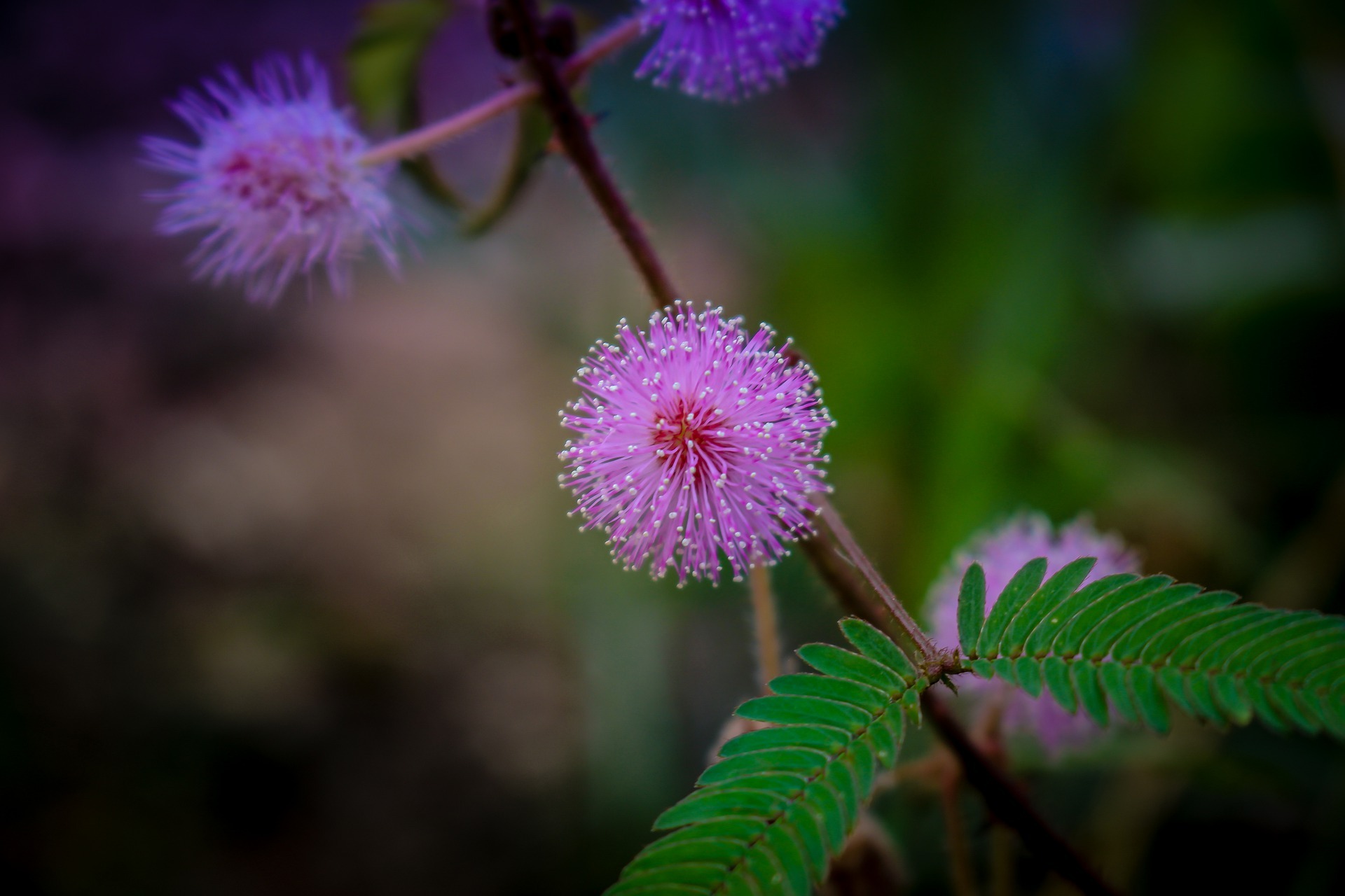 27 Facts About Mimosa