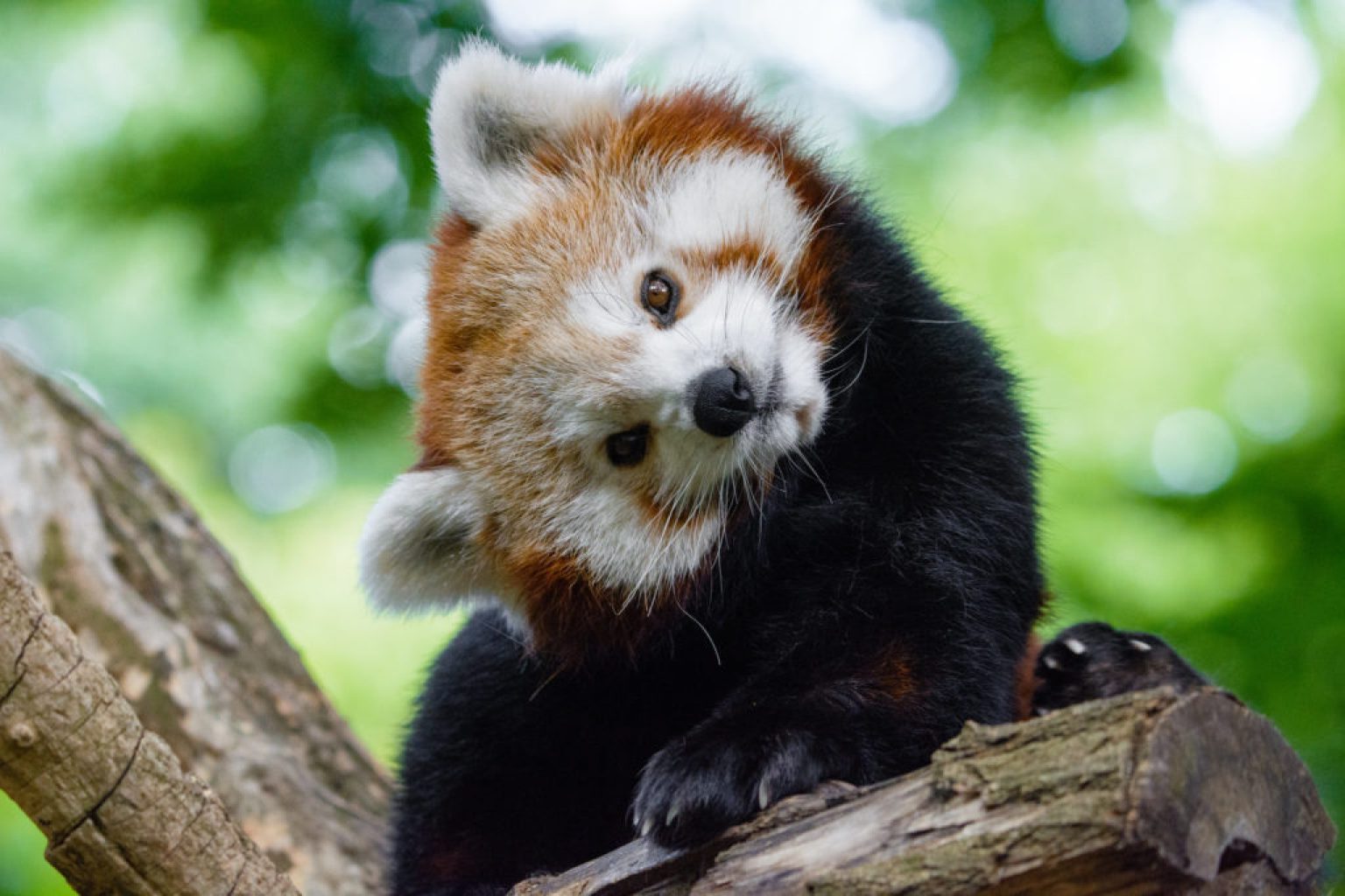 33 Facts About Red Panda