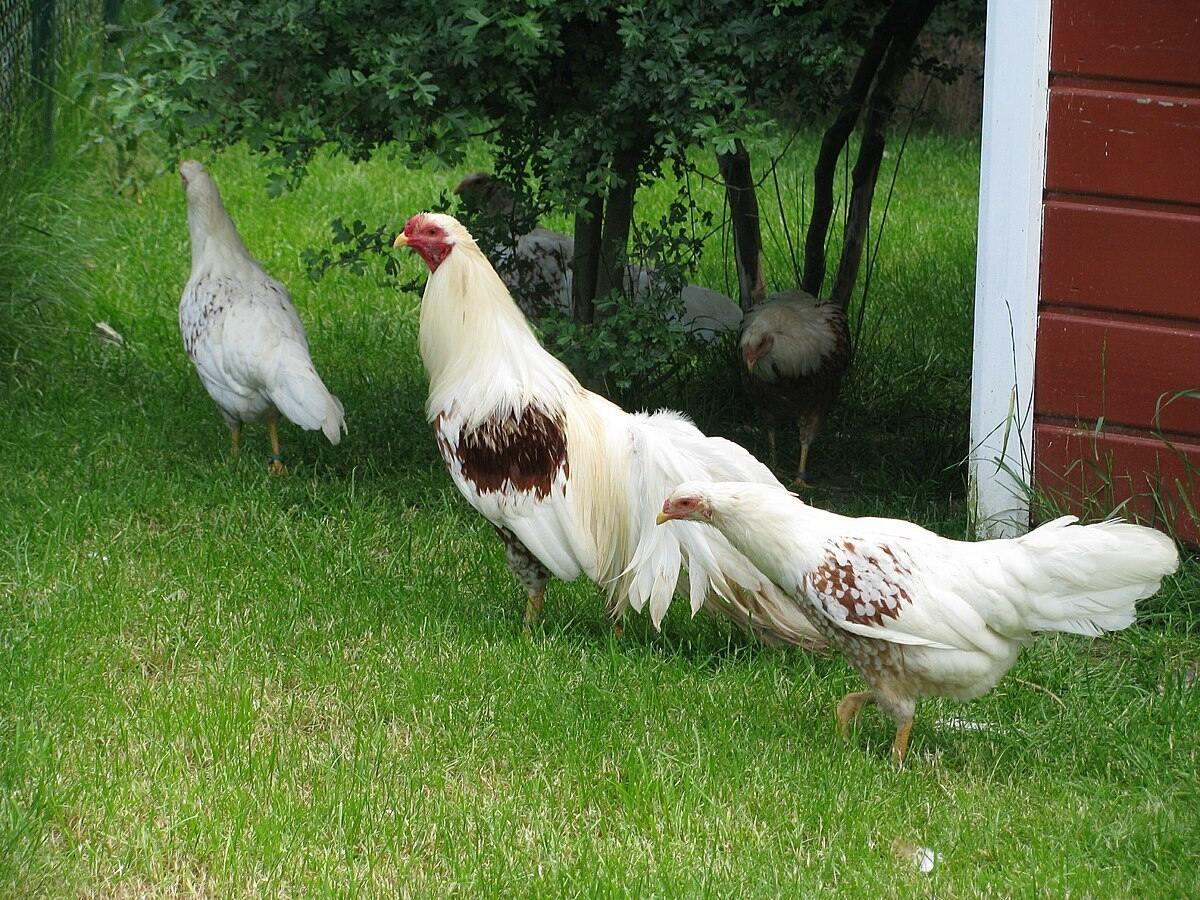 40 Facts About Chicken