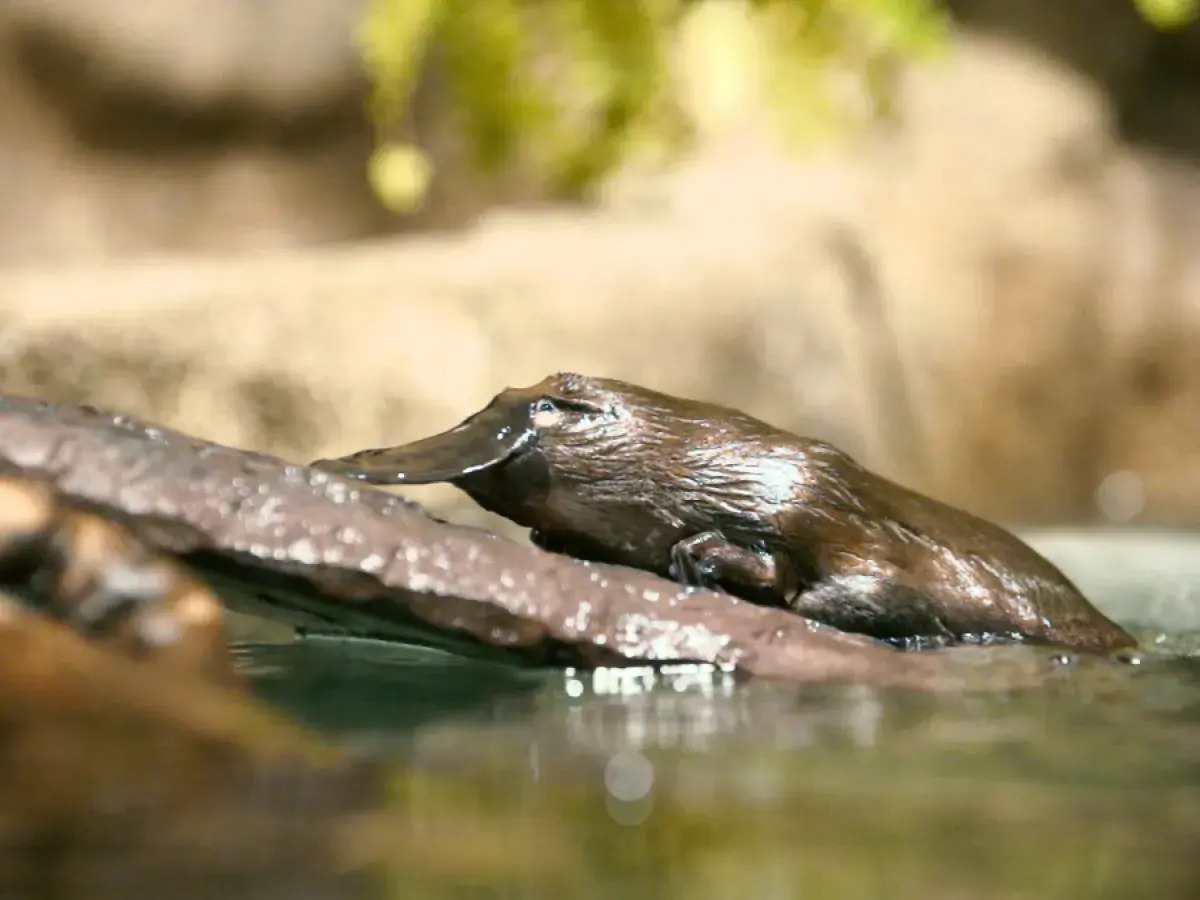 37 Facts About Platypus