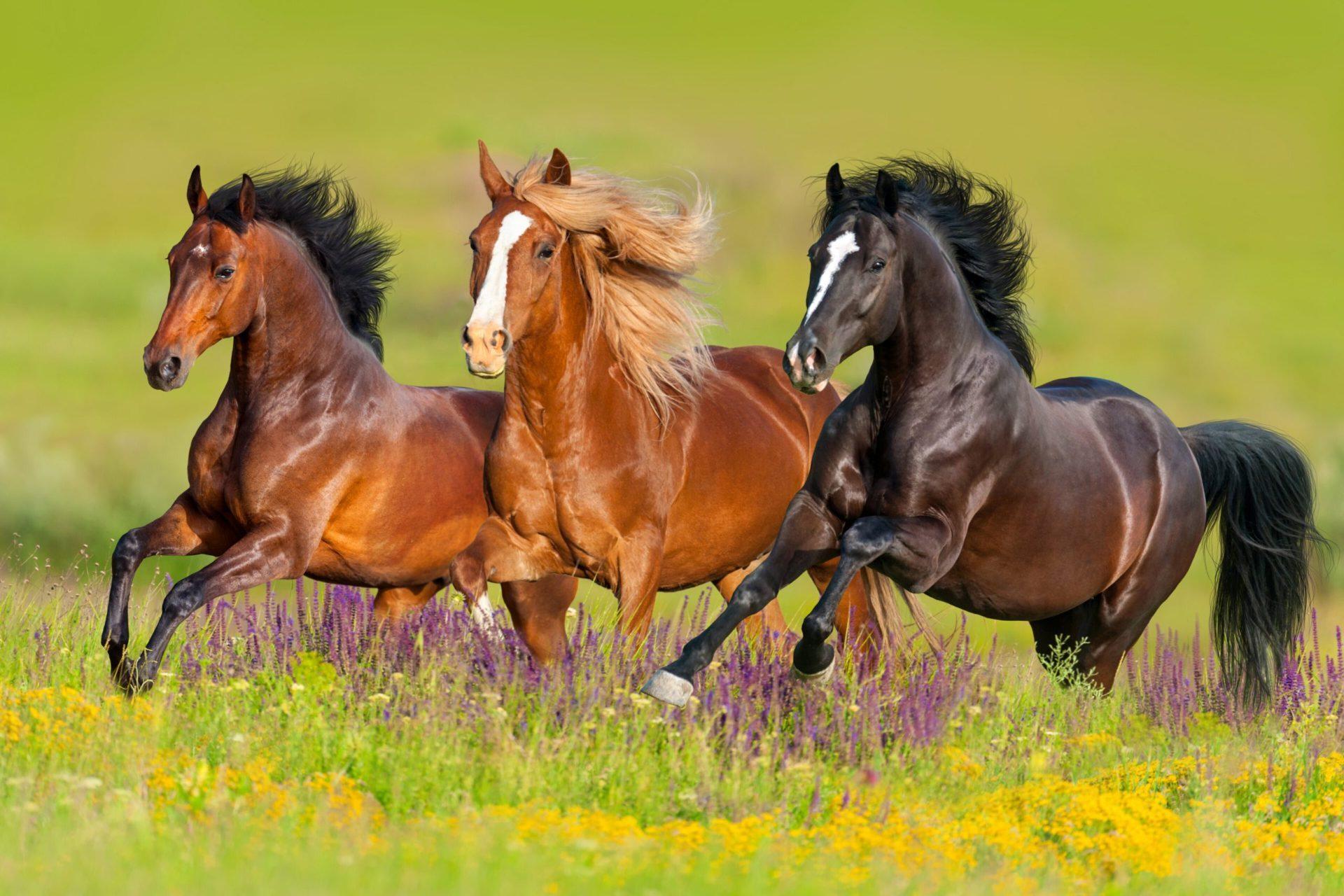 29 Facts About Horse