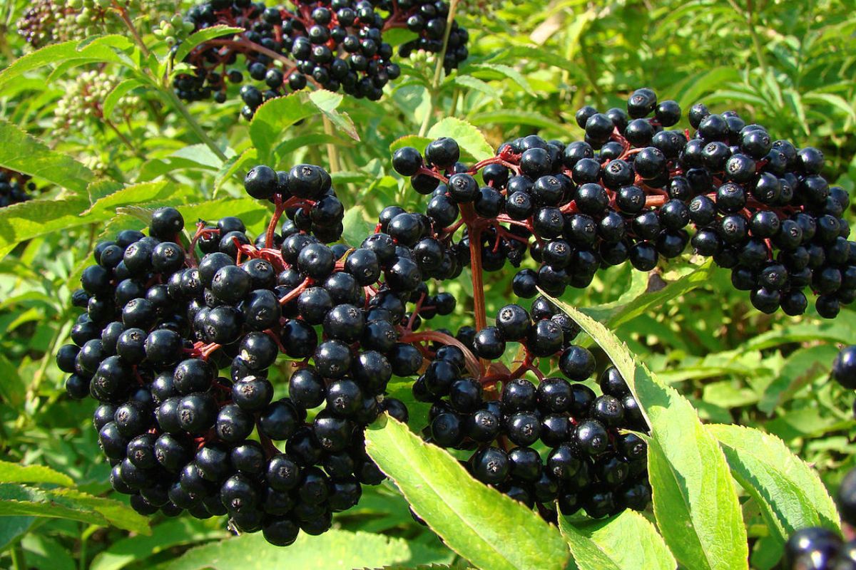 31 Facts About Elderberry