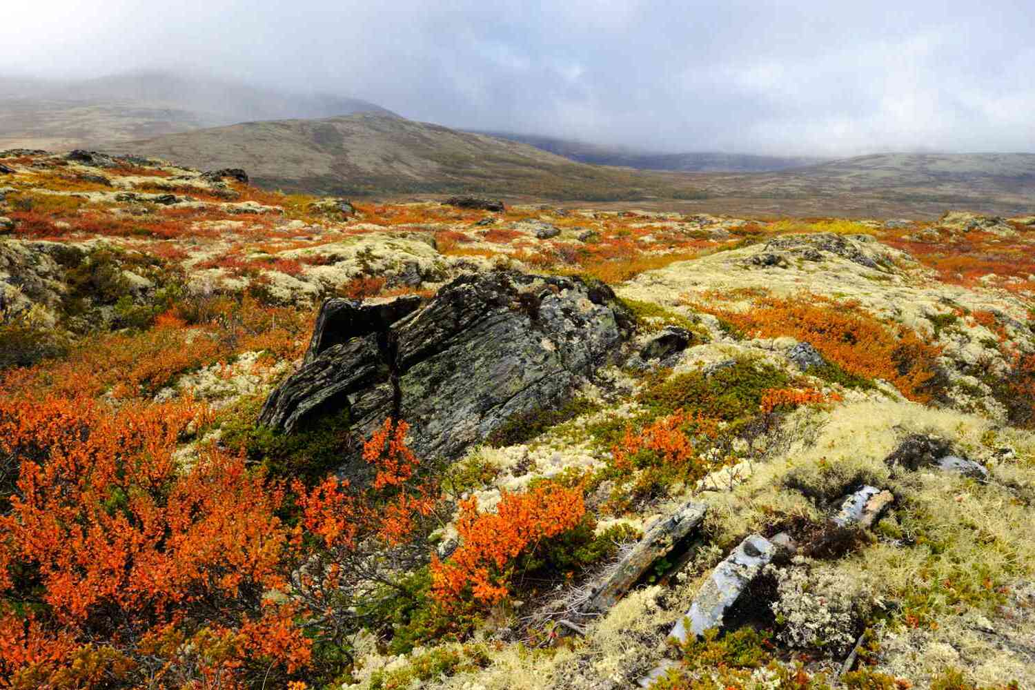 37 Facts About Tundra
