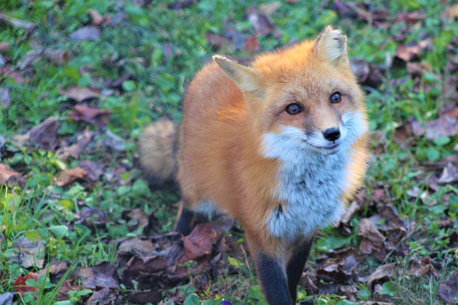 32 Facts About Fox