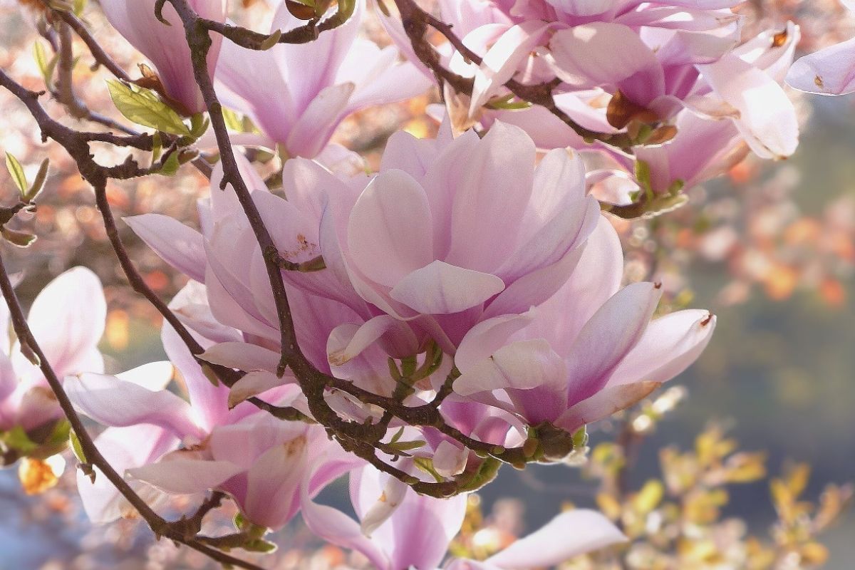 40 Facts About Magnolia