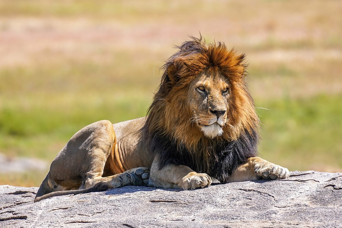 39 Facts About Lion