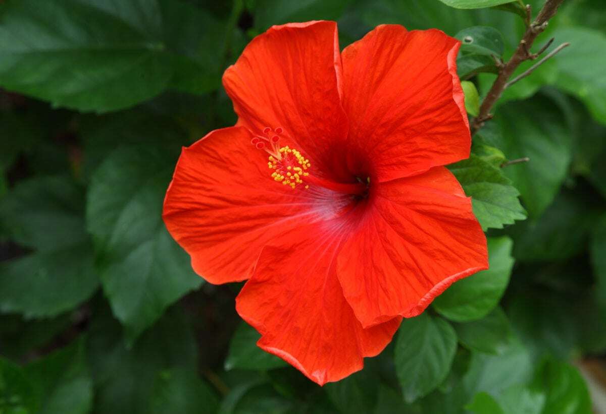 38 Facts About Hibiscus