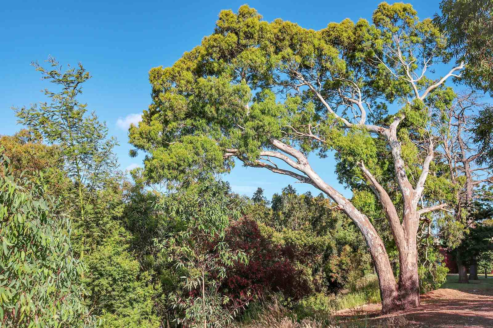 40 Facts About Eucalyptus