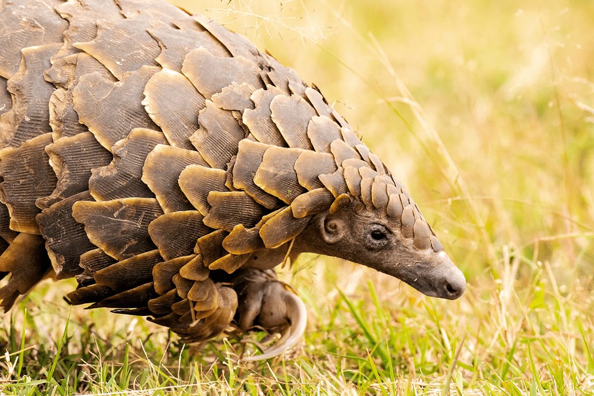 40 Facts About Endangered Species
