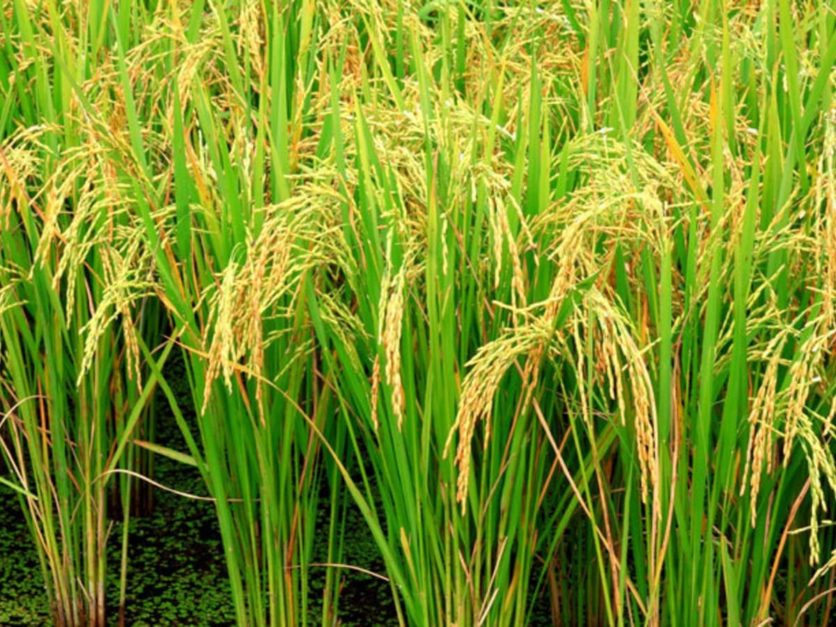 40 Facts About Rice