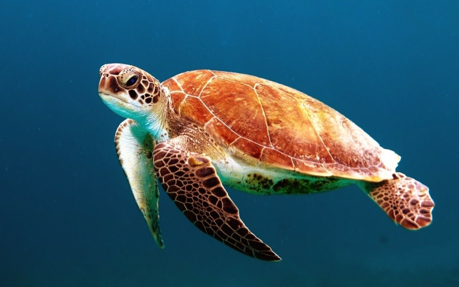 34 Facts About Turtle