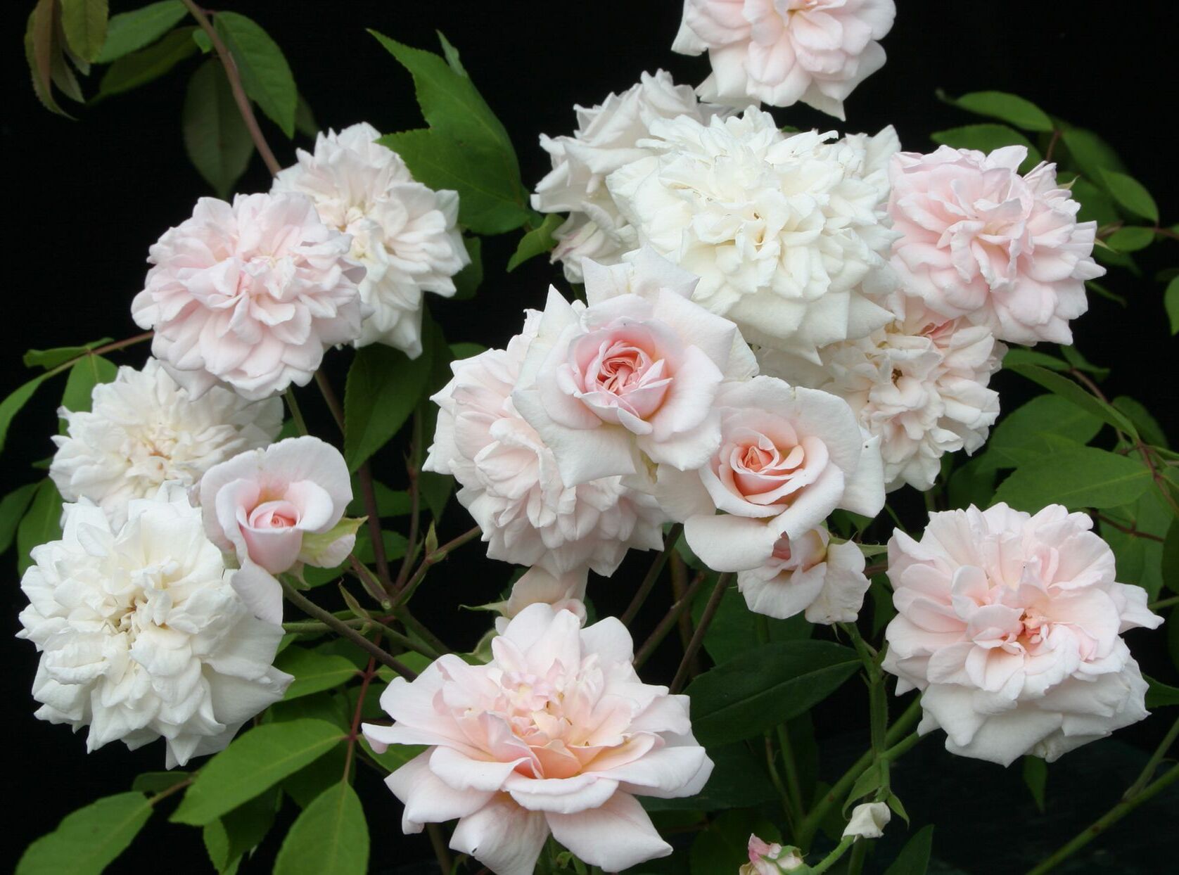 40 Facts About Rose