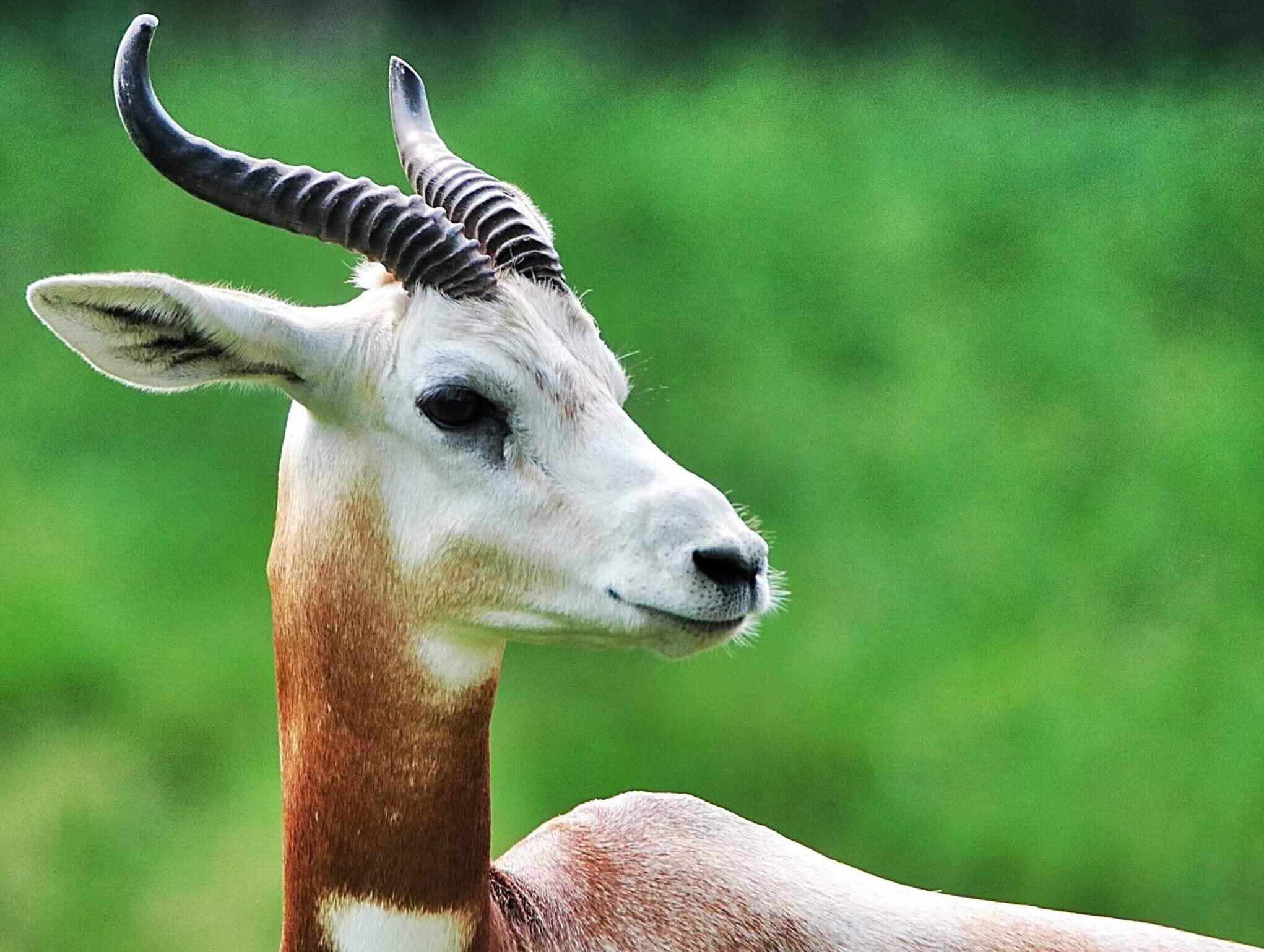 34 Facts About Gazelle