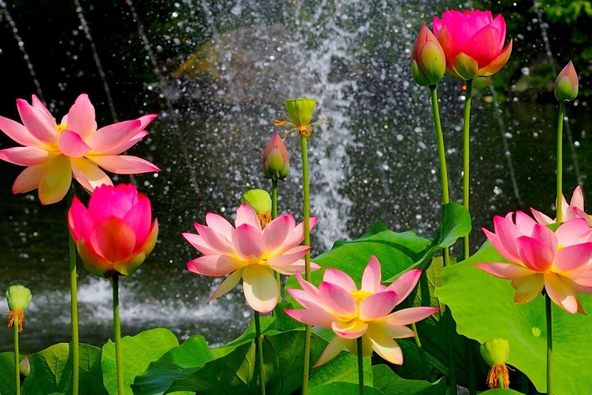 39 Facts About Lotus