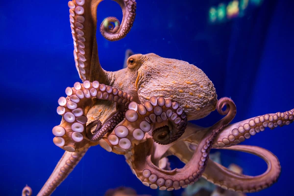 26 Facts About Octopus