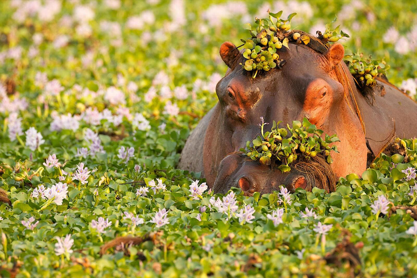 27 Facts About Invasive Species