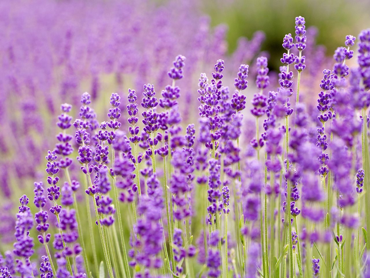 33 Facts About Lavender