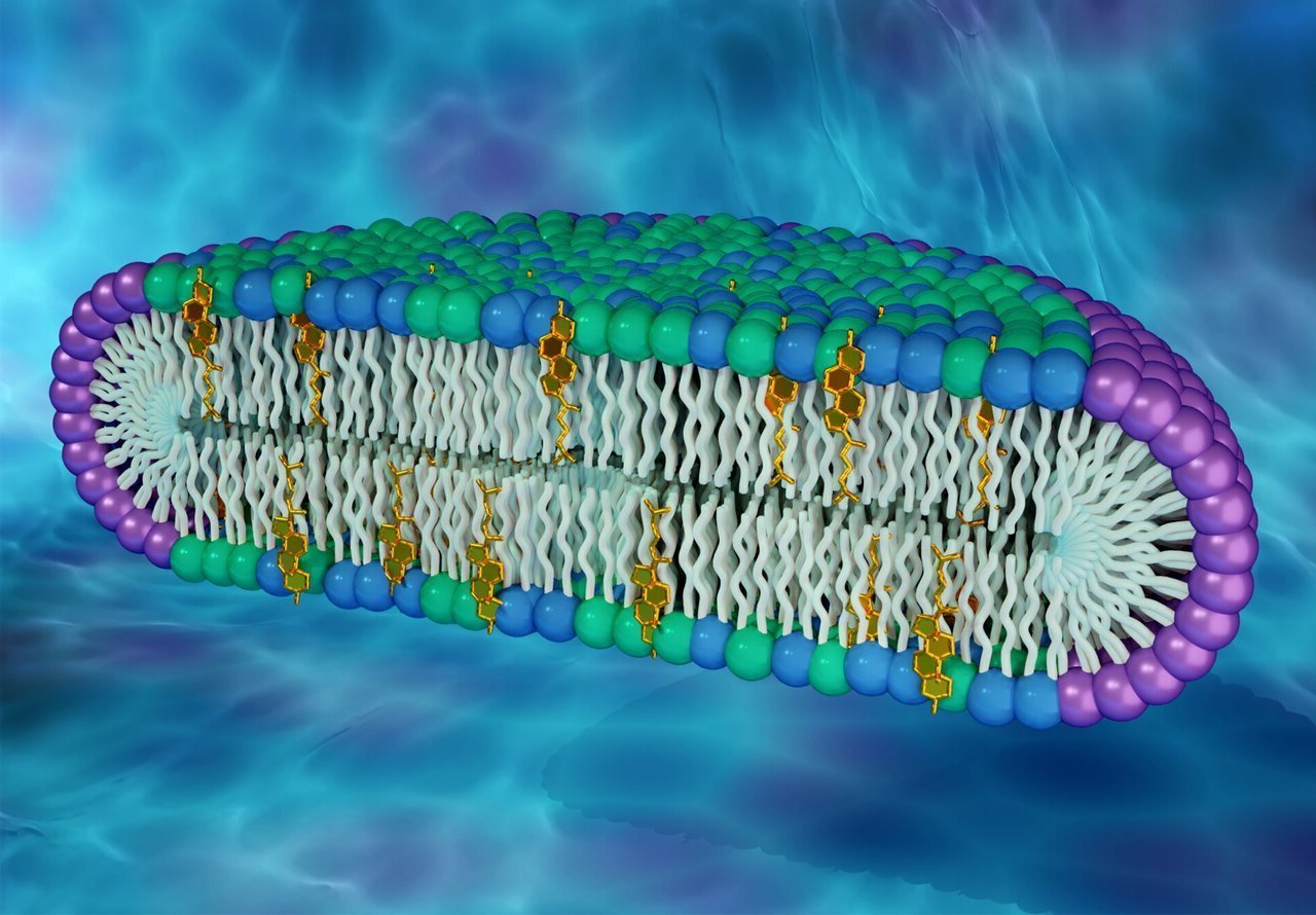 34 Facts About Cell Membrane