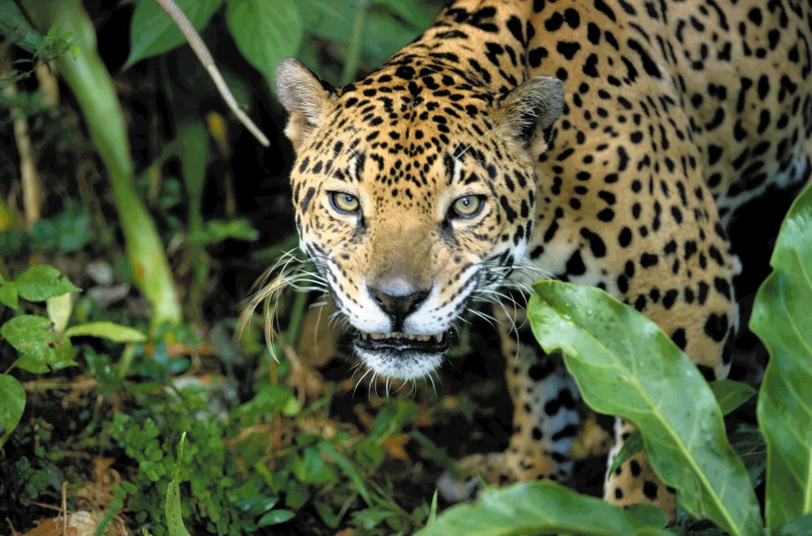 27 Facts About Jaguar