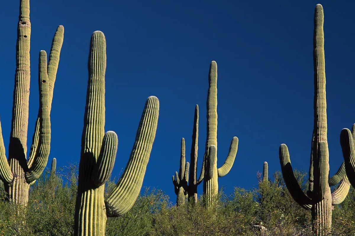 26 Facts About Cactus