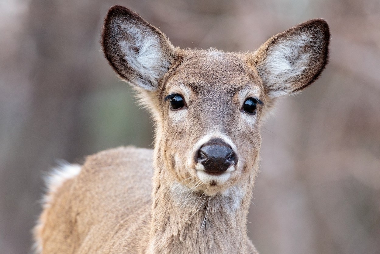 34 Facts About Deer