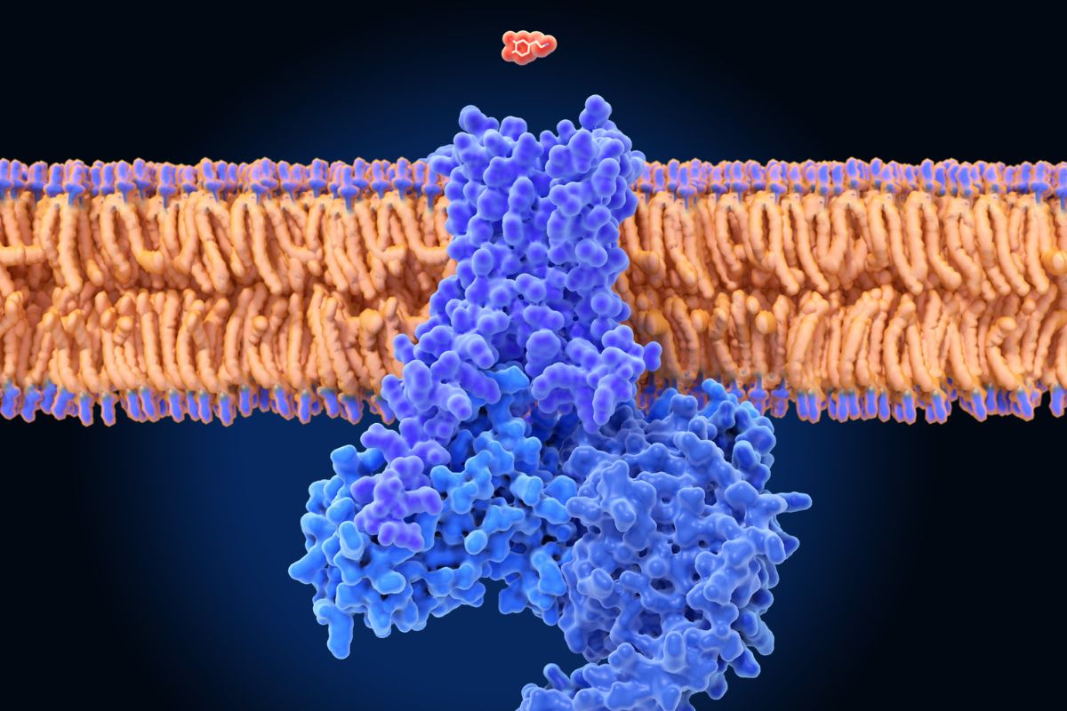 30 Facts About Dopamine