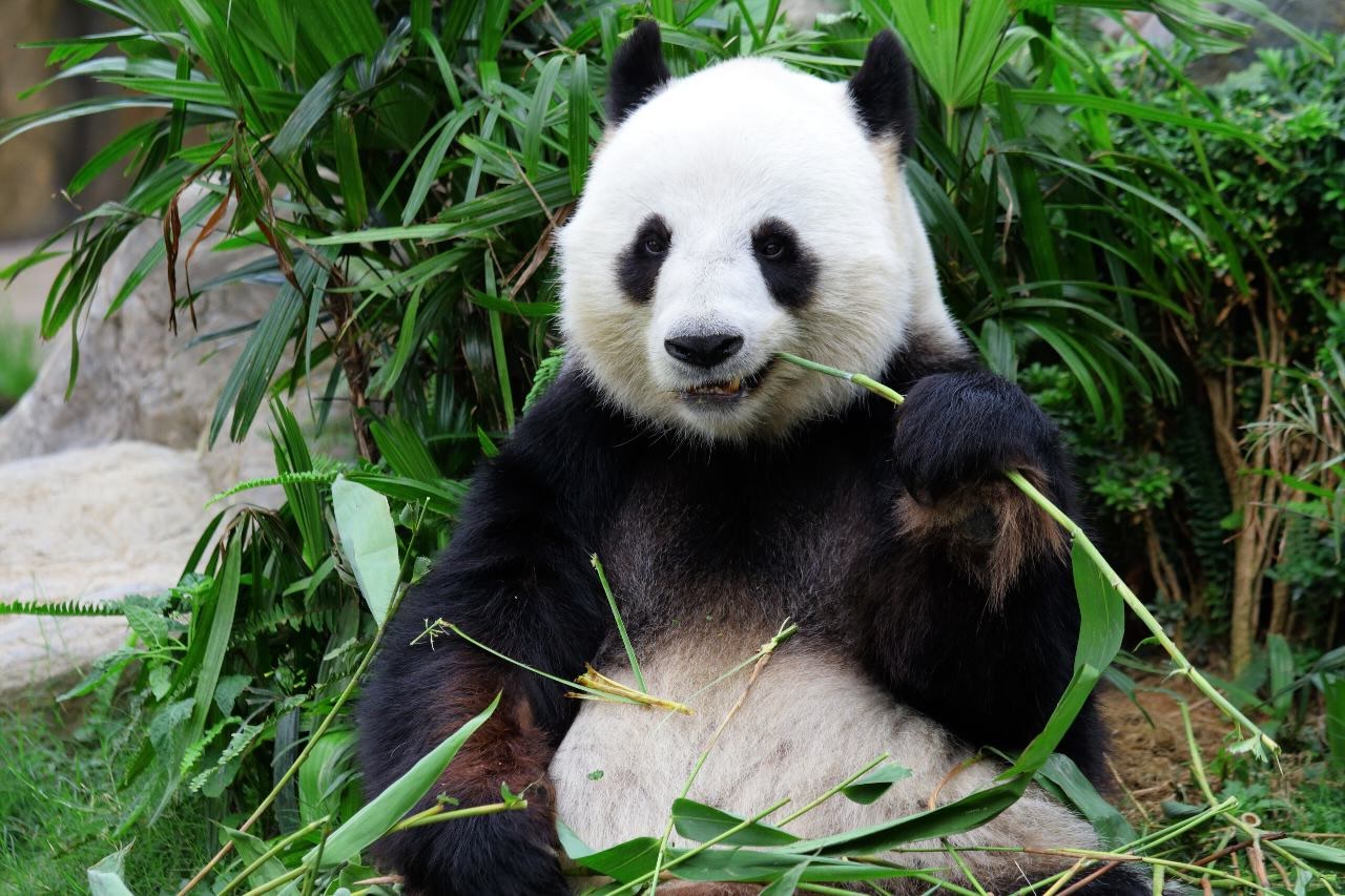 30 Facts About Panda
