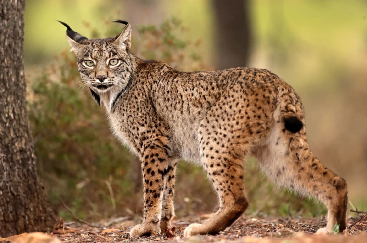 29 Facts About Lynx