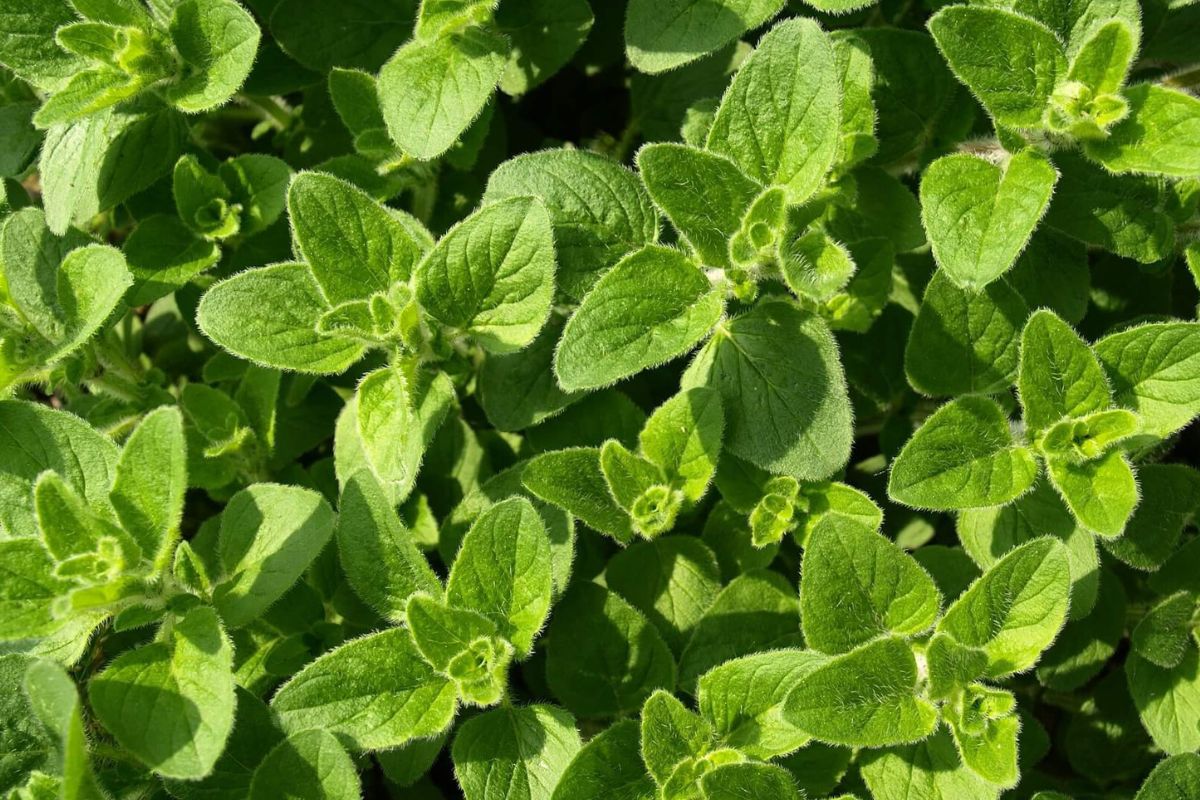 31 Facts About Oregano