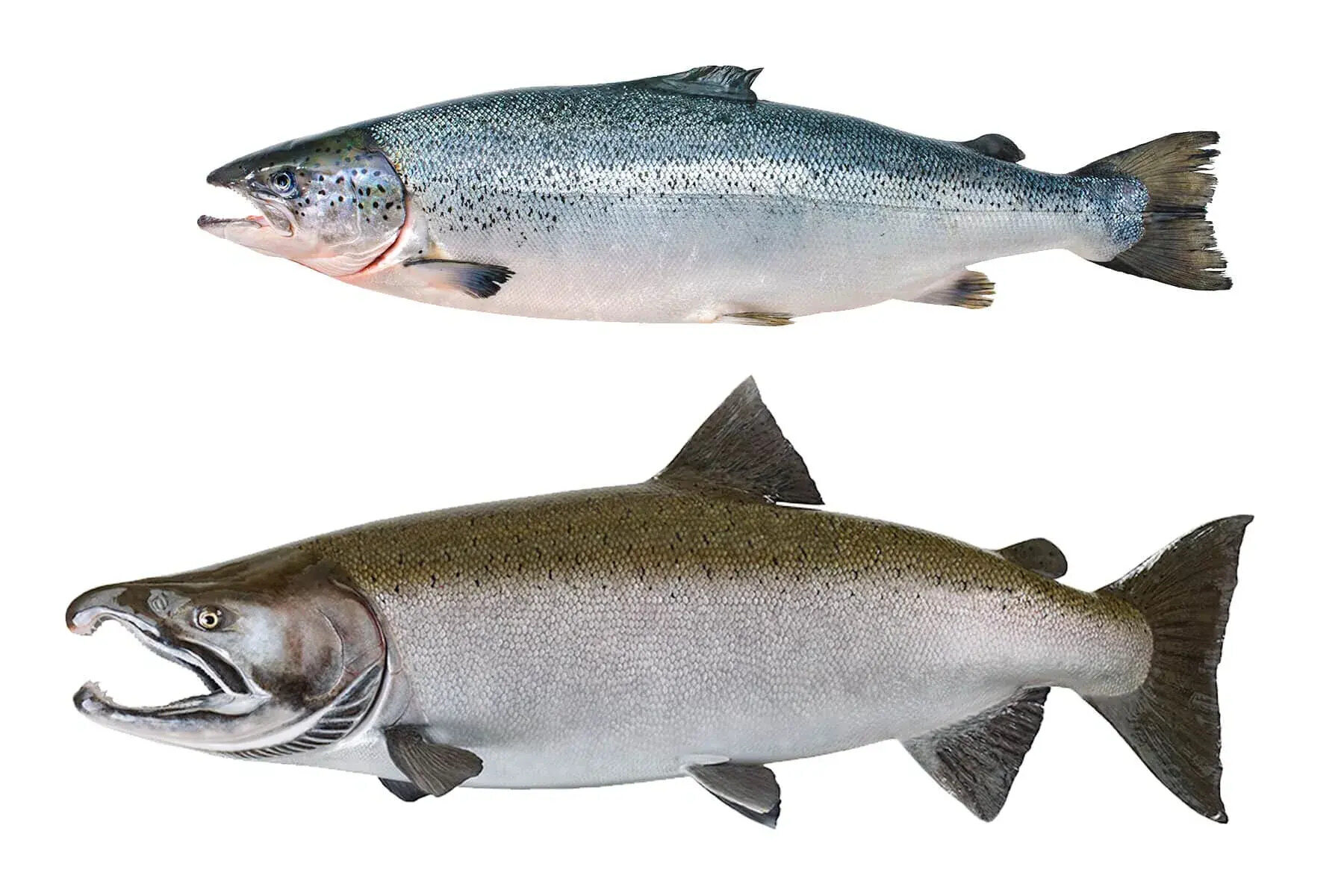 38 Facts About Salmon