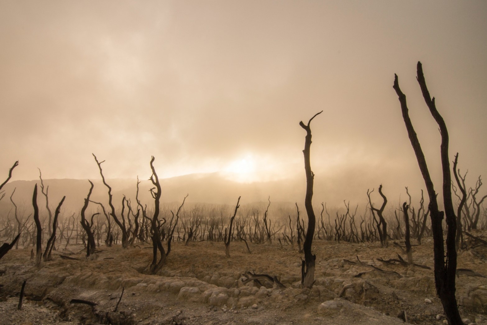 26 Facts About Acid Rain