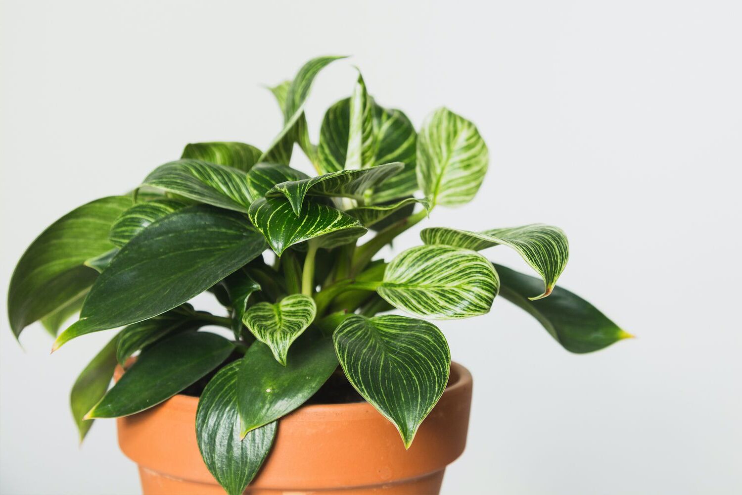 32 Facts About Philodendron