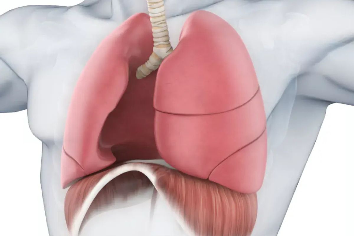26 Facts About Diaphragm