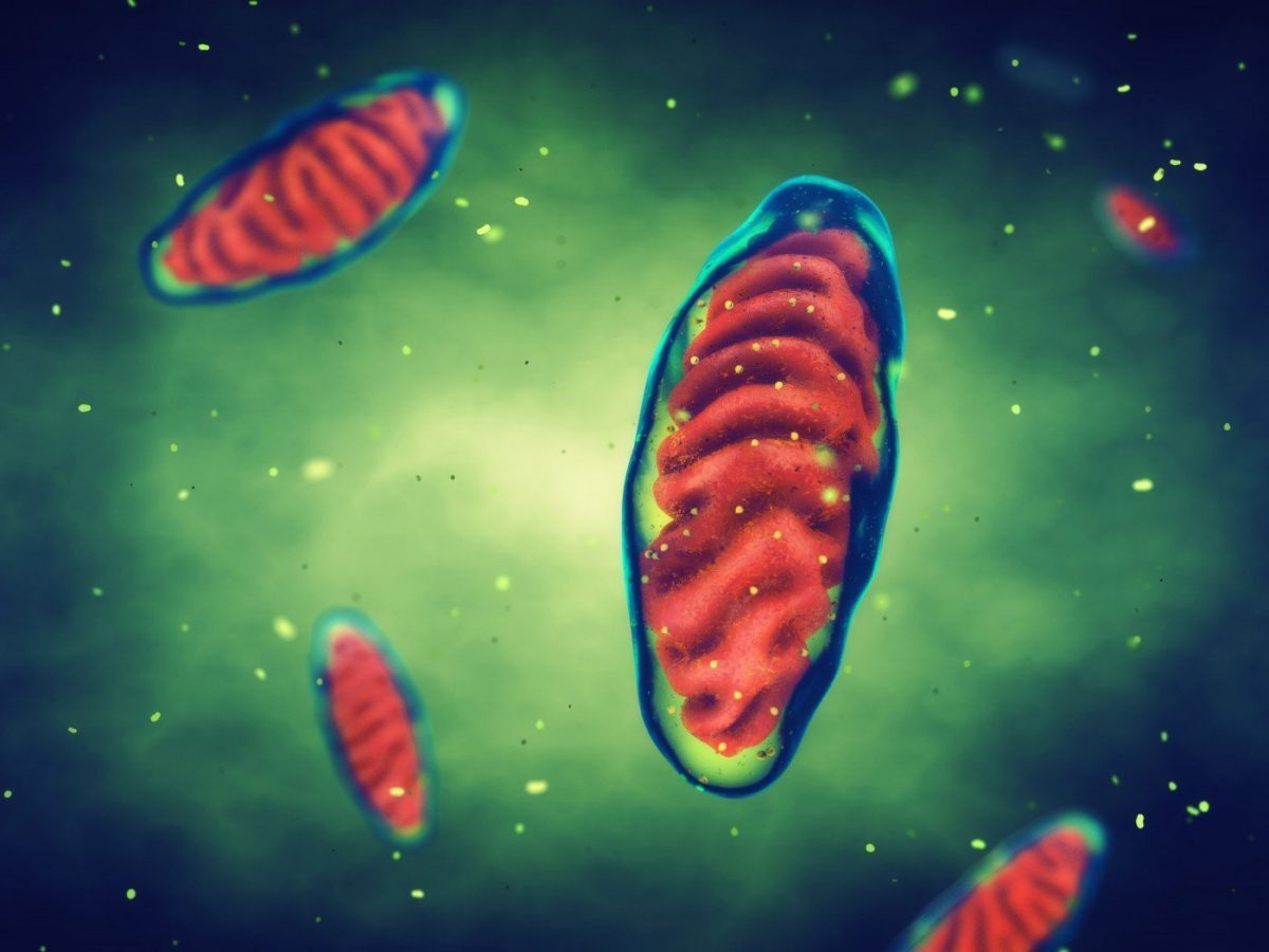 33 Facts About Cellular Respiration