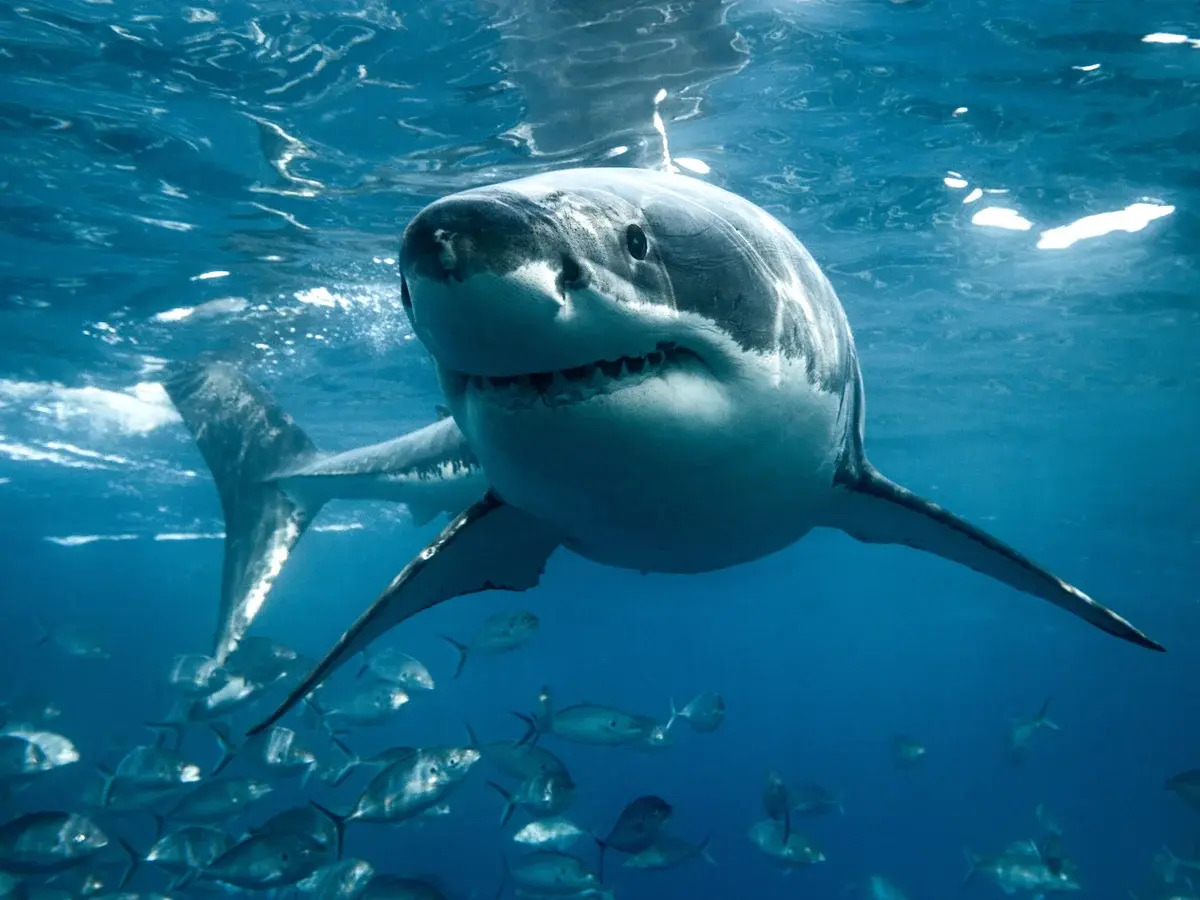 28 Facts About Shark