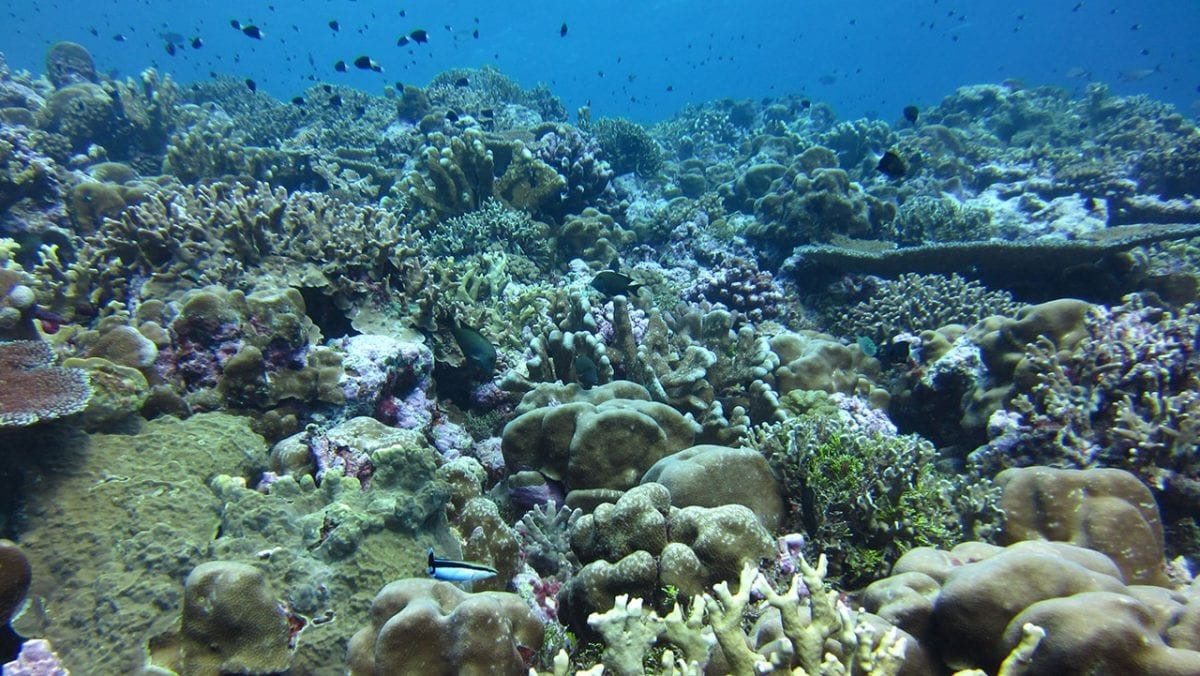 33 Facts About Ocean Acidification