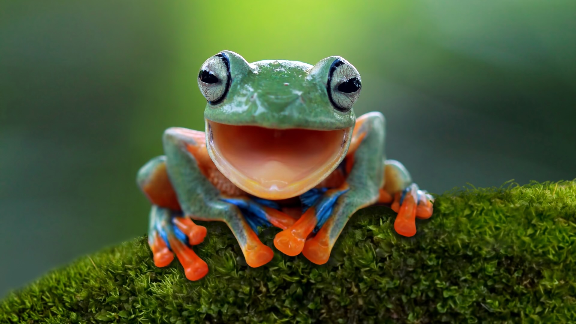26 Facts About Frog