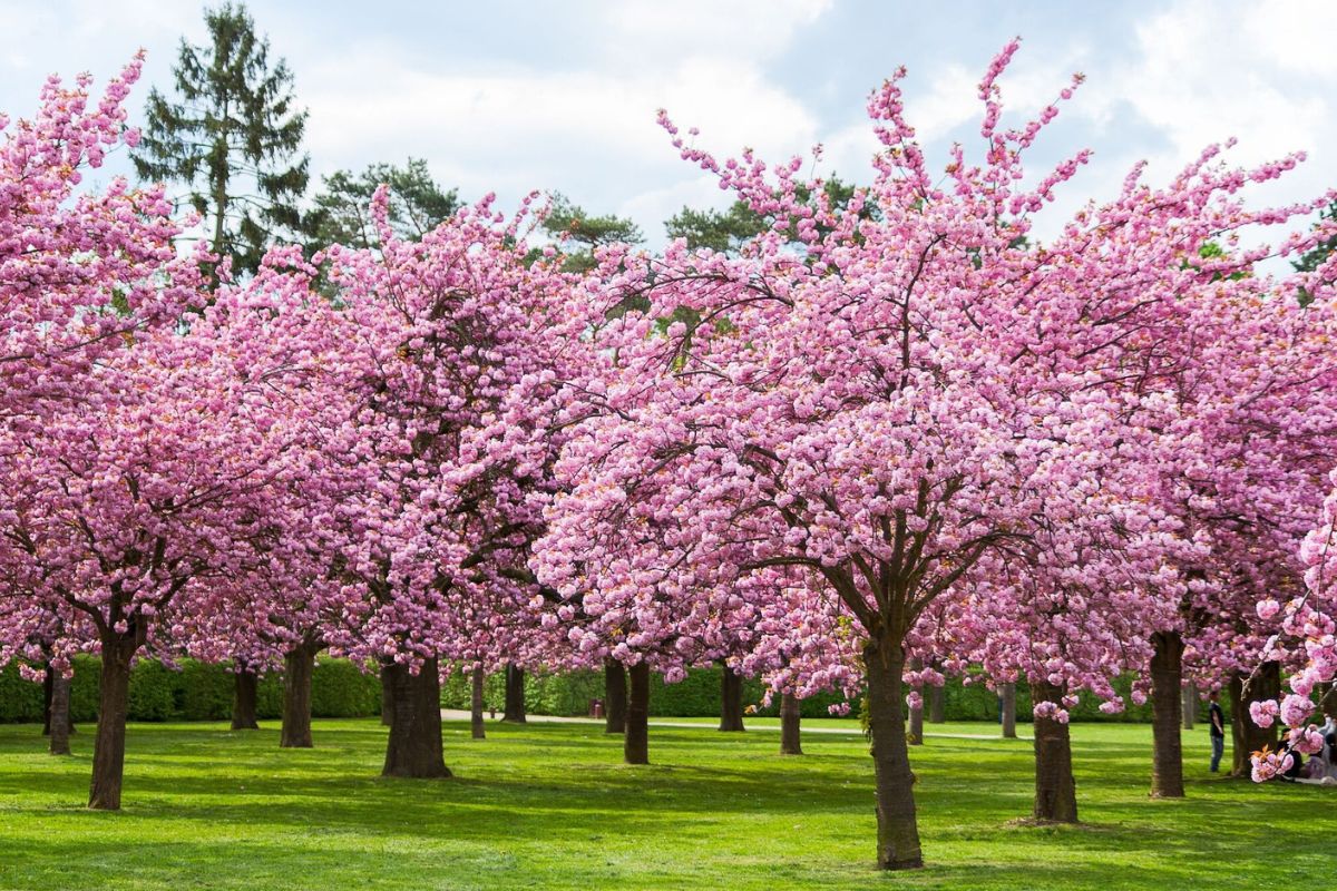 31 Facts About Cherry Blossom