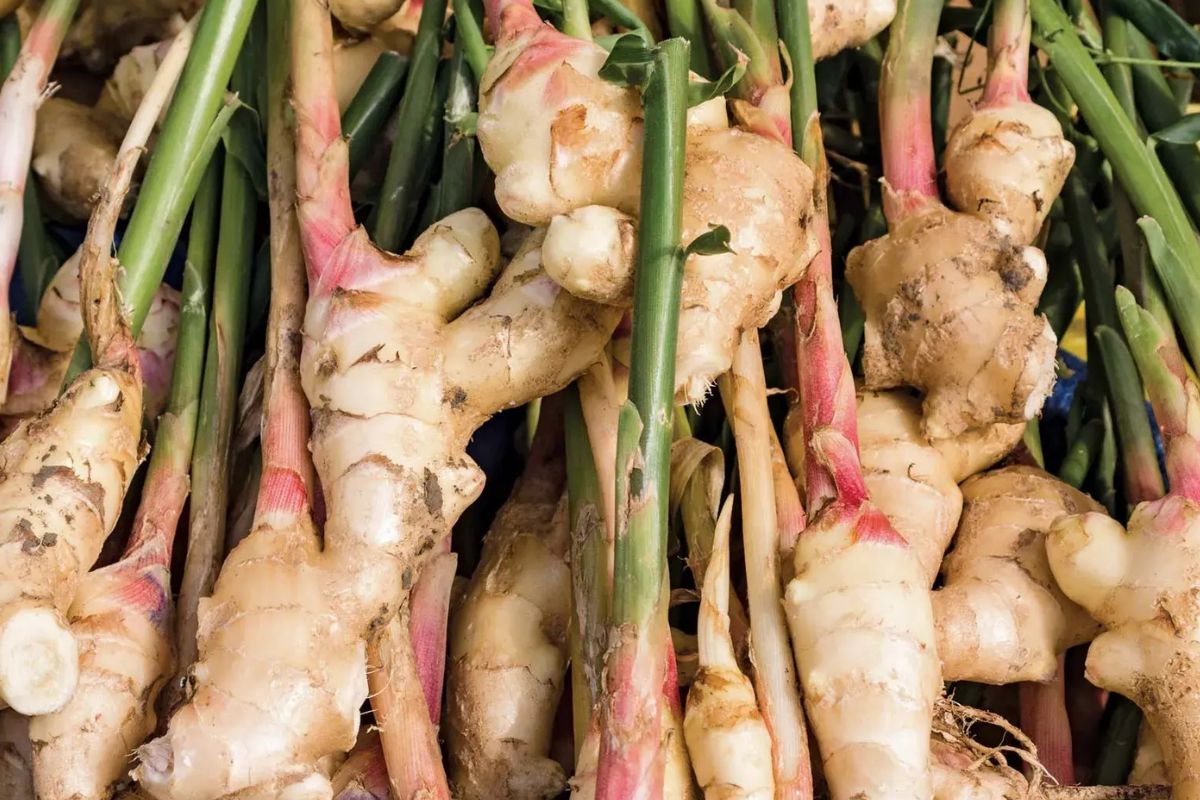 32 Facts About Ginger
