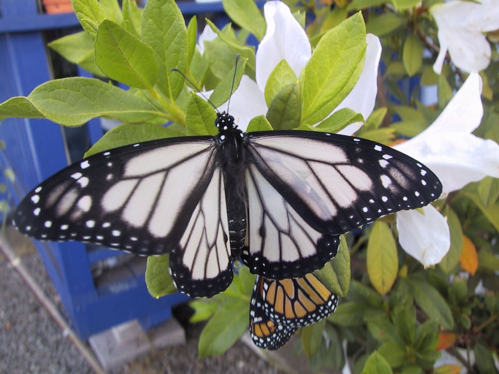 39 Facts About Polymorphism