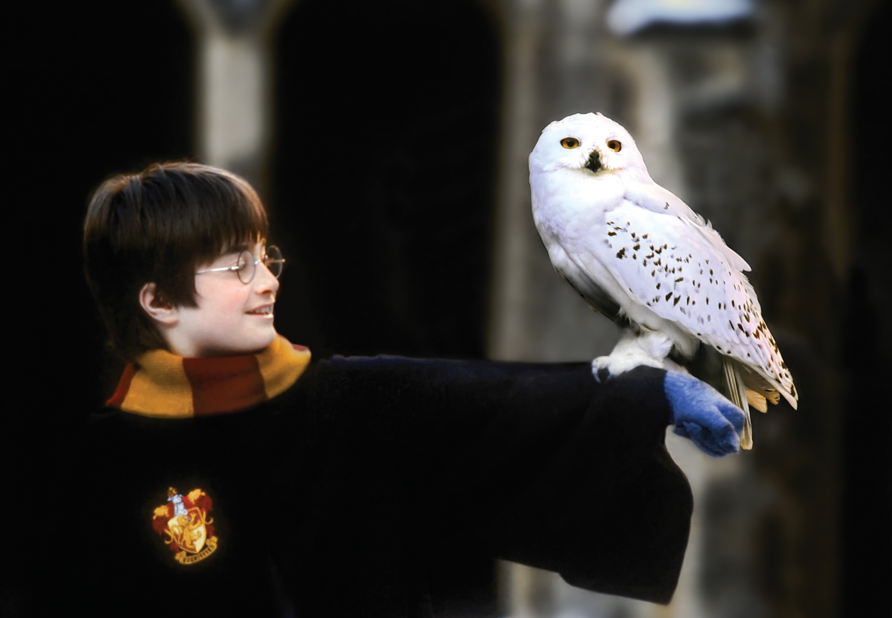 35 Facts About Owl (Harry Potter)