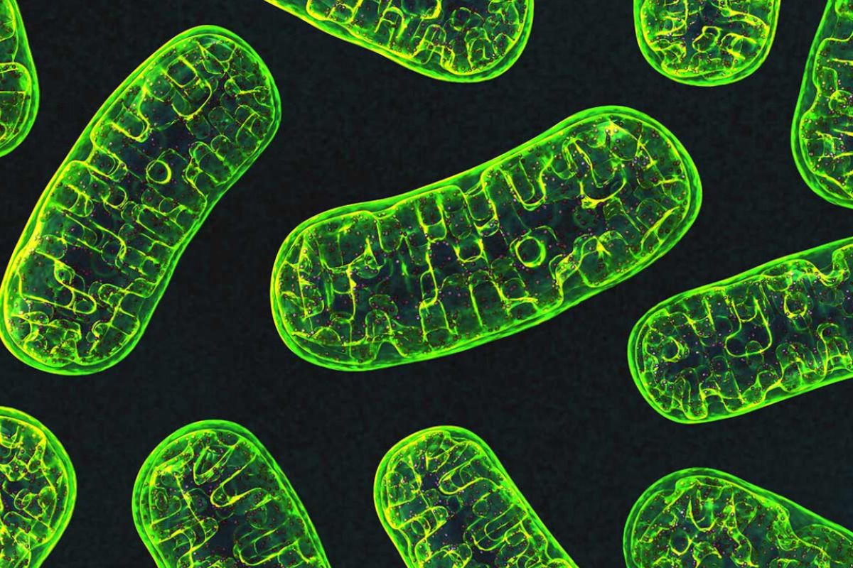 36 Facts About Mitochondria