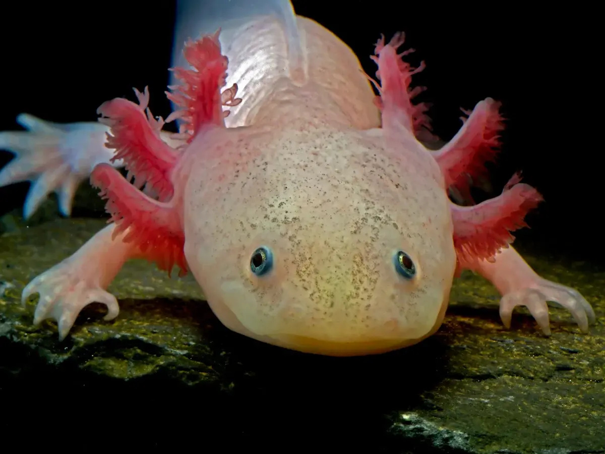 32 Facts About Axolotl