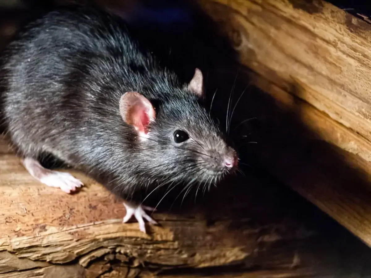35 Facts About Rat